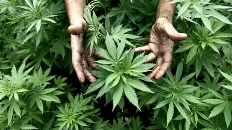 Toman marihuana algunos pacientes para el cáncer